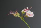 Geranium × cantabrigiense