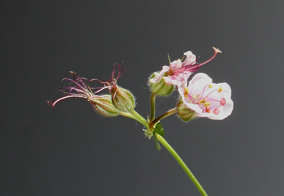 Image of Geranium &times; cantabrigiense specimen.