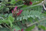 Astragalus monspessulanus