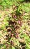 Epipactis helleborine