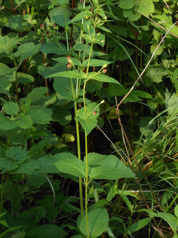 Изображение особи Scrophularia maximowiczii.