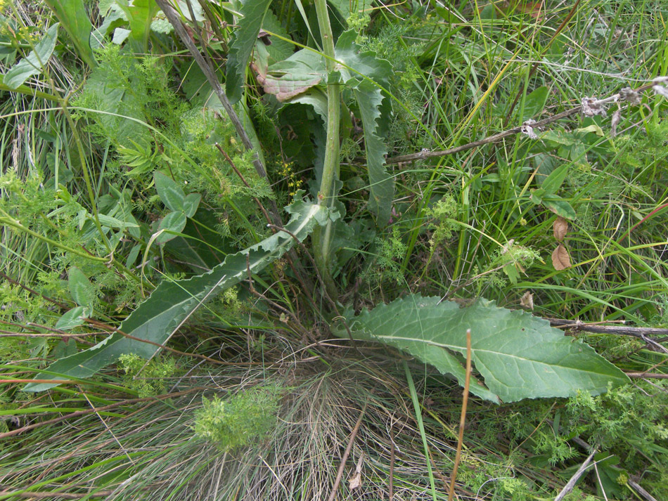 Image of Senecio buschianus specimen.