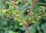 Filipendula ulmaria подвид denudata. Часть соплодия. Украина, Волынская обл., Ратновский р-н, с. Пески-Речицкие, берег р. Припять возле оз. Стрибуж, опушка ольшаника. 26 июля 2012 г.