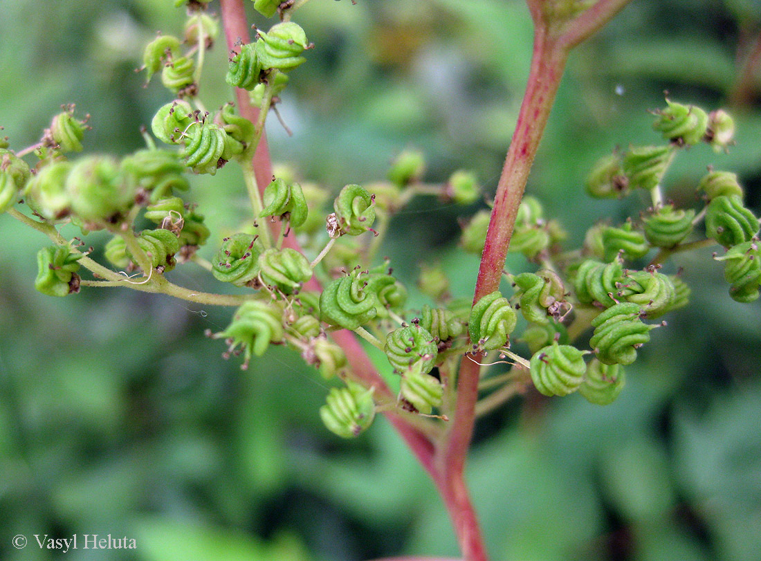 Image of Filipendula ulmaria ssp. denudata specimen.