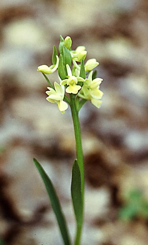 Изображение особи Dactylorhiza romana.