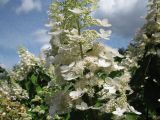 Hydrangea paniculata. Нижняя часть соцветия. Украина, Киев, Национальный ботанический сад. 19.08.2009.