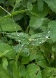 Cerastium davuricum