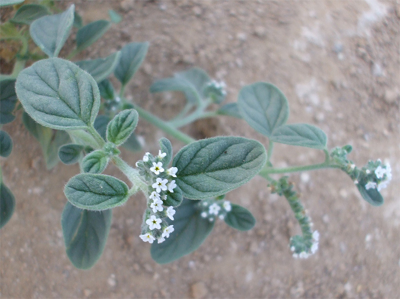 Изображение особи Heliotropium rotundifolium.