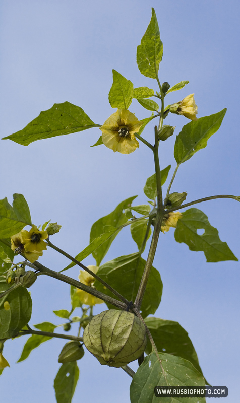 Изображение особи Physalis ixocarpa.