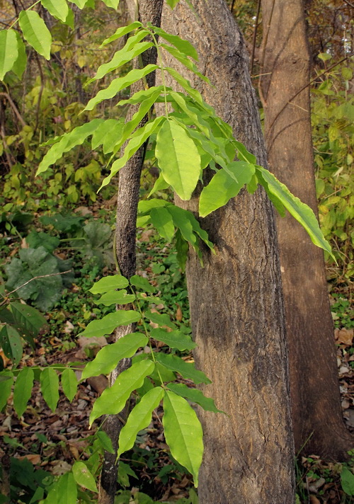 Изображение особи Wisteria sinensis.