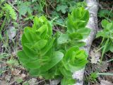 Hylotelephium caucasicum