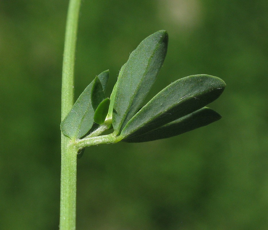 Image of genus Lotus specimen.