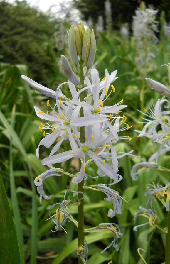 Image of Camassia quamash specimen.