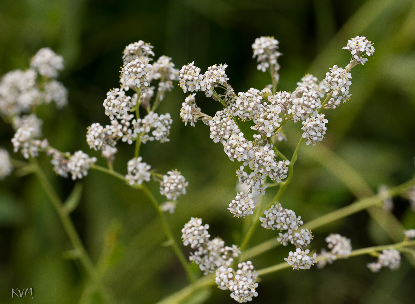 Изображение особи Lepidium latifolium.