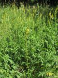 Agrimonia eupatoria ssp. grandis