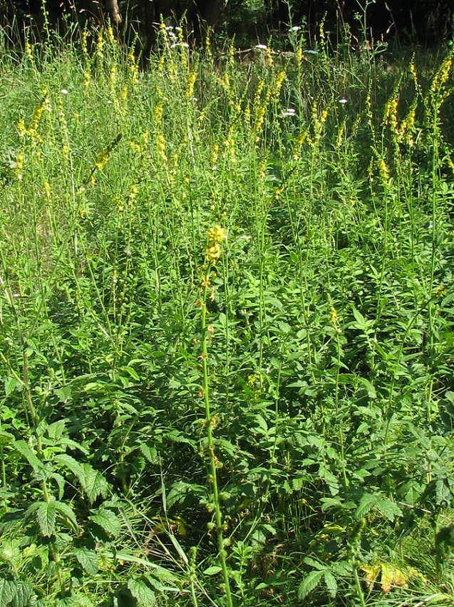 Image of Agrimonia eupatoria ssp. grandis specimen.