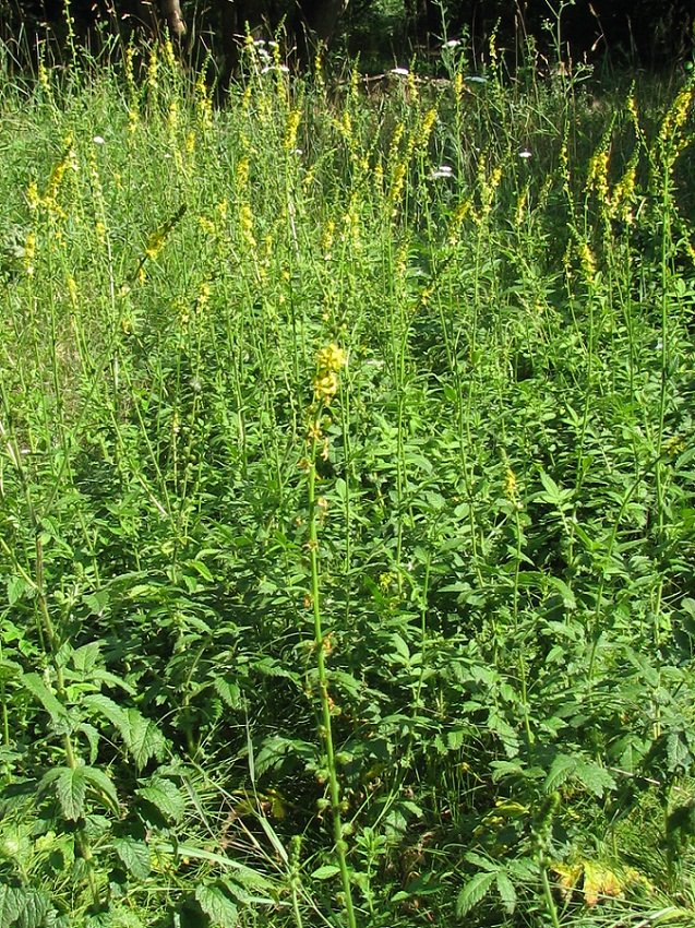 Изображение особи Agrimonia eupatoria ssp. grandis.