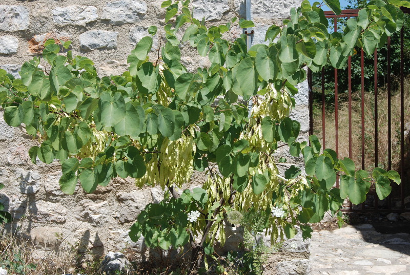 Изображение особи Cercis siliquastrum.