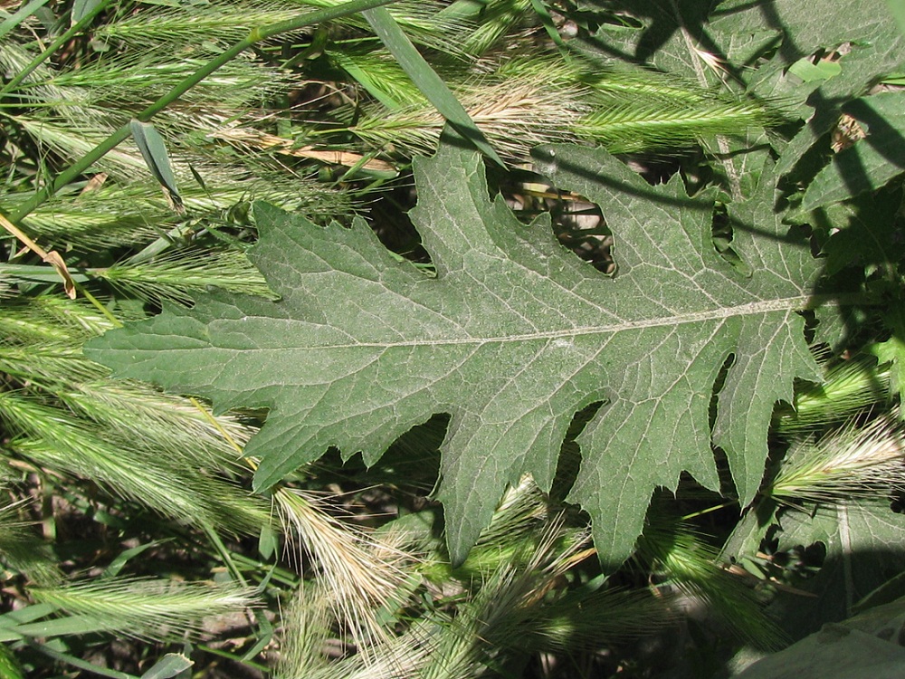 Изображение особи Carduus crispus.