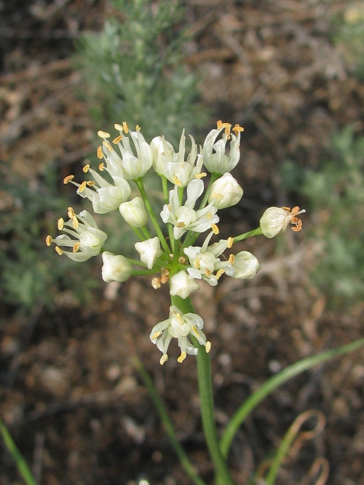 Image of Allium flavescens specimen.