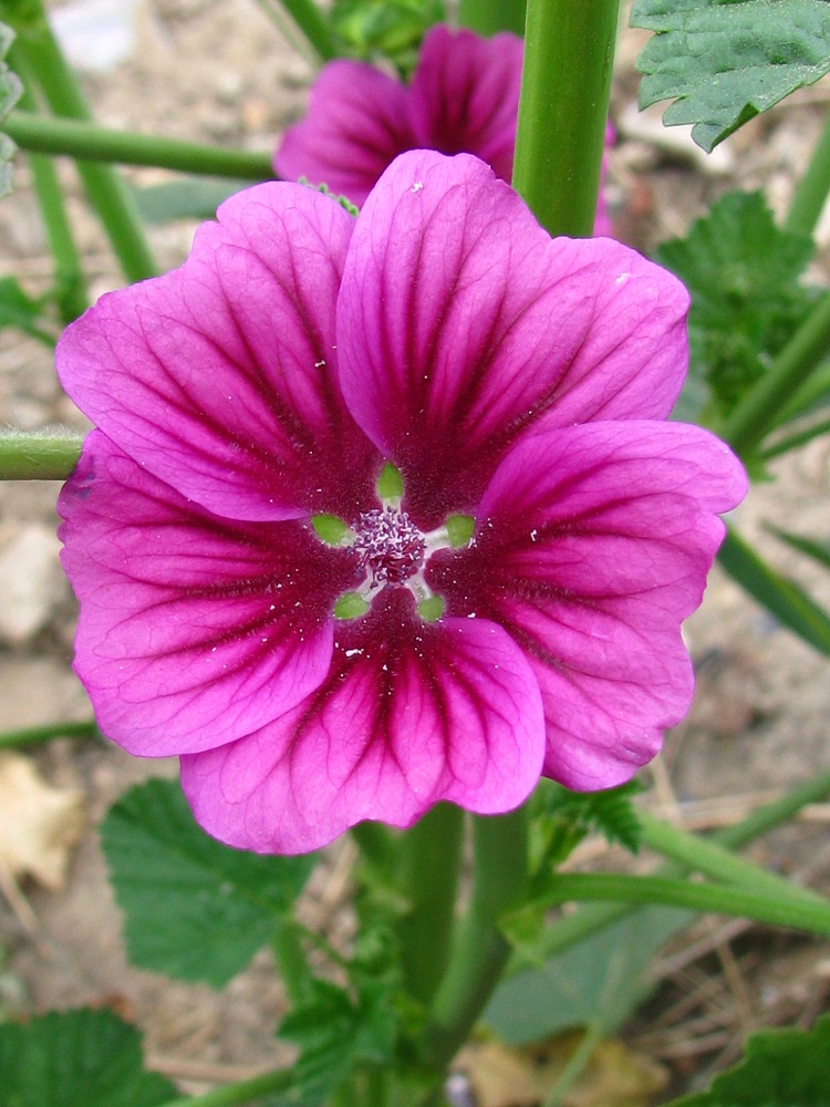 Изображение особи Malva mauritiana.