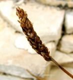 Plantago crassifolia