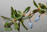 Berberis verruculosa. Верхушка веточки с созревшими плодами и покоящимися почками. Германия, г. Кемпен, в культуре. 28.02.2013.