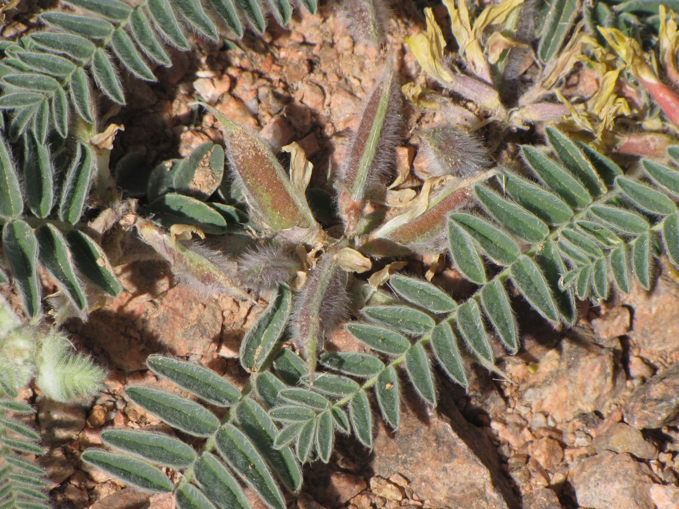 Изображение особи Astragalus sparsus.