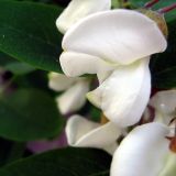 Robinia pseudoacacia