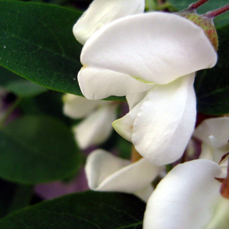 Image of Robinia pseudoacacia specimen.