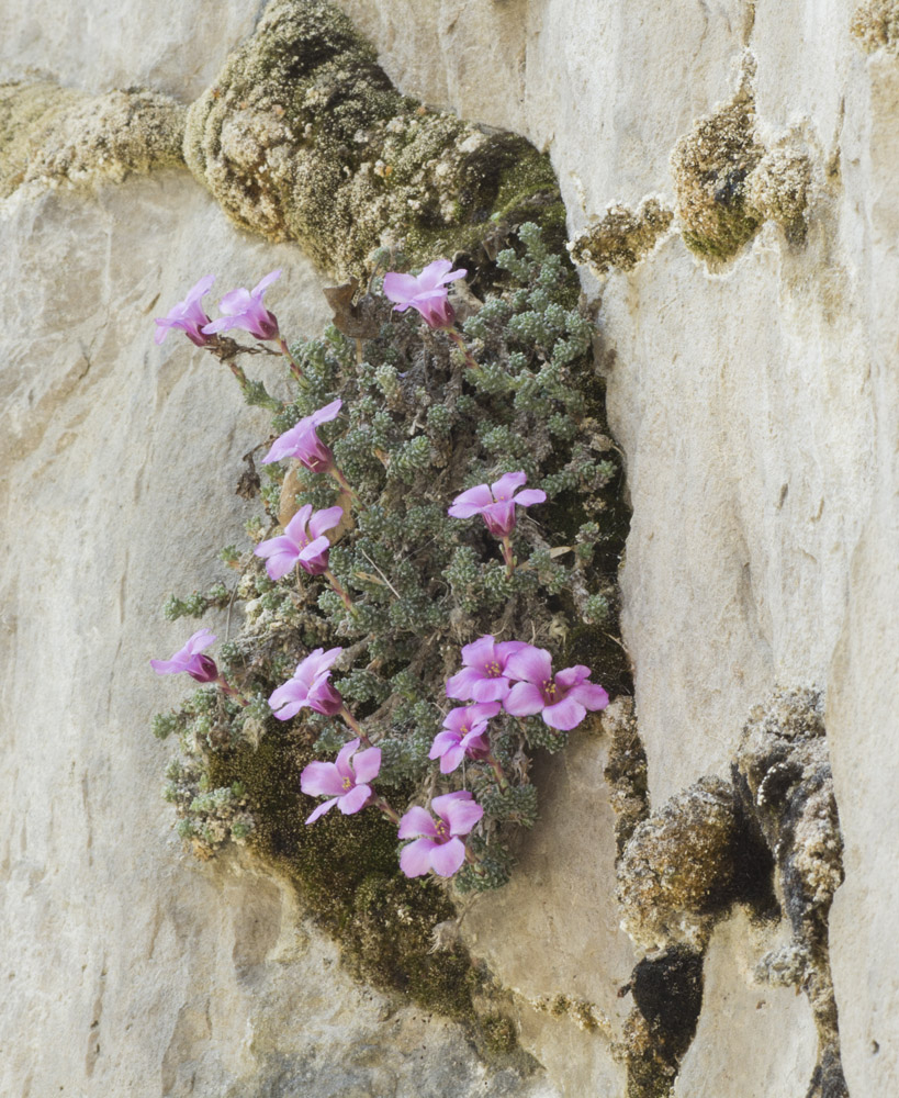 Изображение особи Saxifraga columnaris.