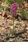 Dactylorhiza romana. Цветущее растение. Южный Берег Крыма, гора Аю-Даг. 26 апреля 2013 г.