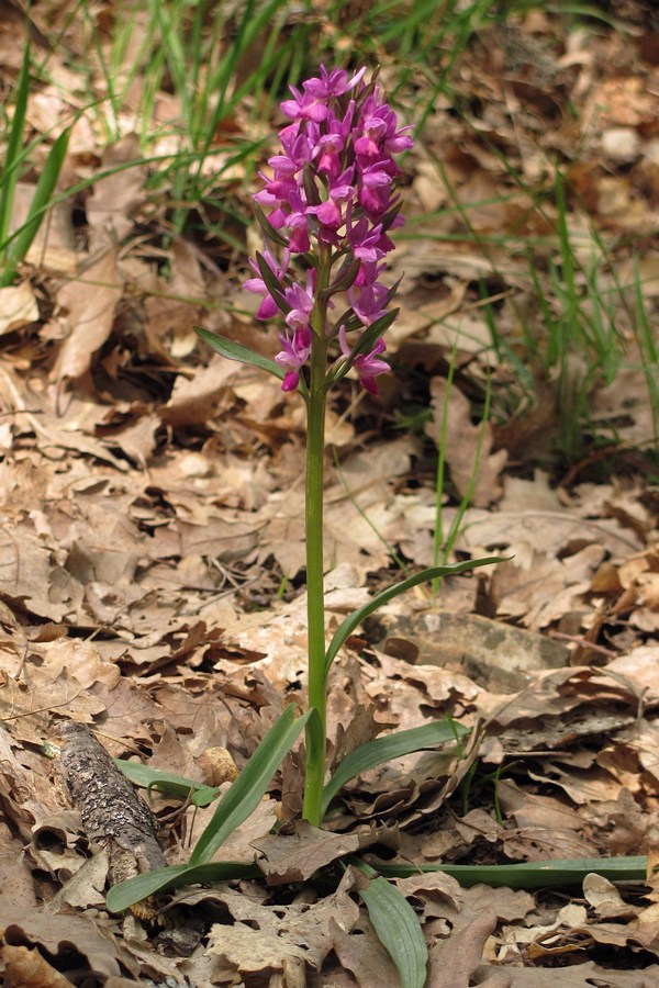 Изображение особи Dactylorhiza romana.