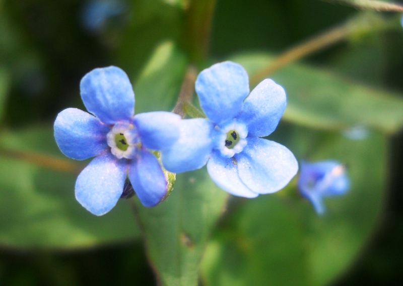 Изображение особи Brunnera sibirica.