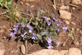 Viola rupestris