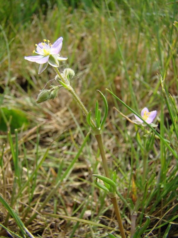 Image of Spergularia media specimen.