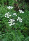 Torilis arvensis. Соцветие. Крым, окр. пос. Кацивели, у дороги. 4 июня 2013 г.