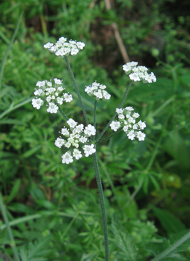 Image of Torilis arvensis specimen.