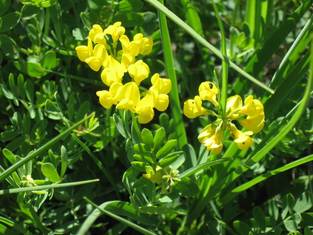 Image of Coronilla coronata specimen.