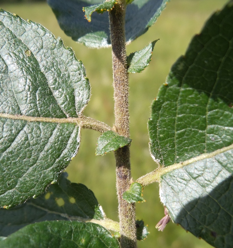 Изображение особи Salix latifolia.