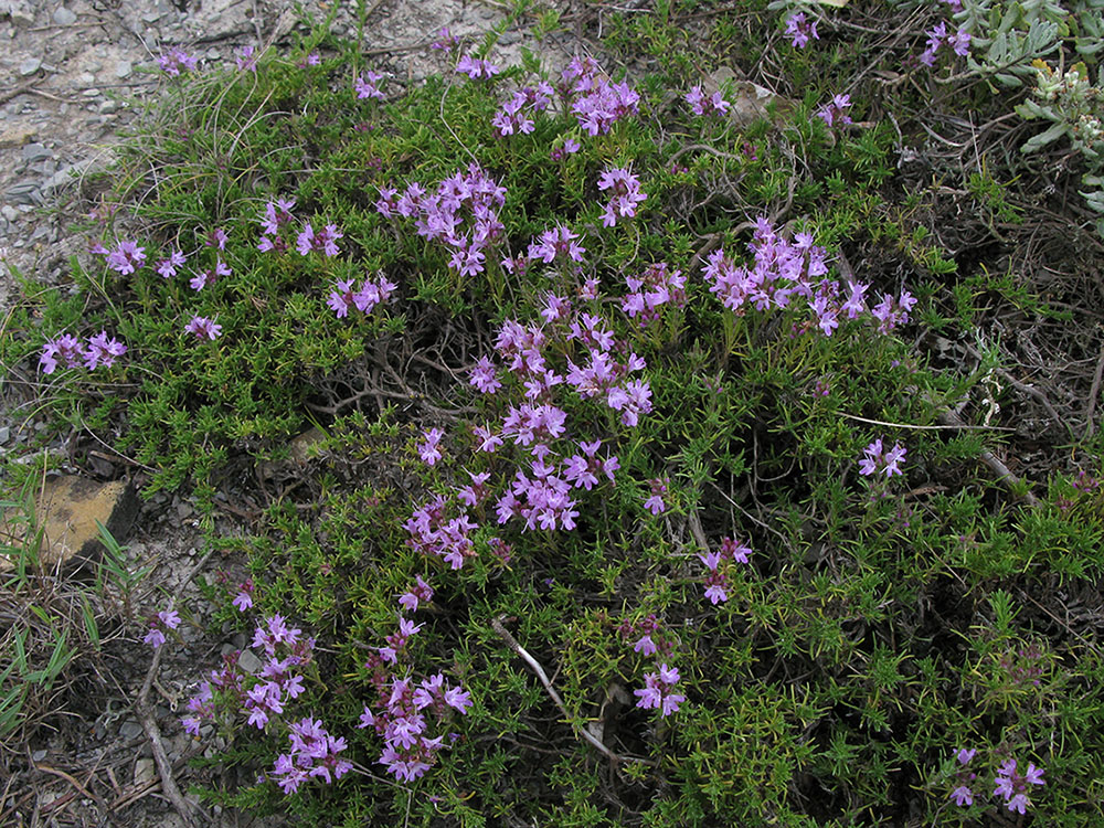 Изображение особи Thymus helendzhicus.