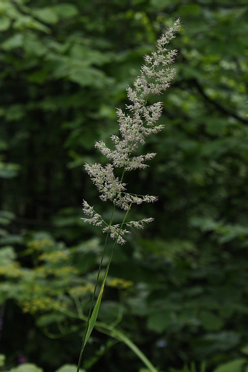 Изображение особи Calamagrostis epigeios.