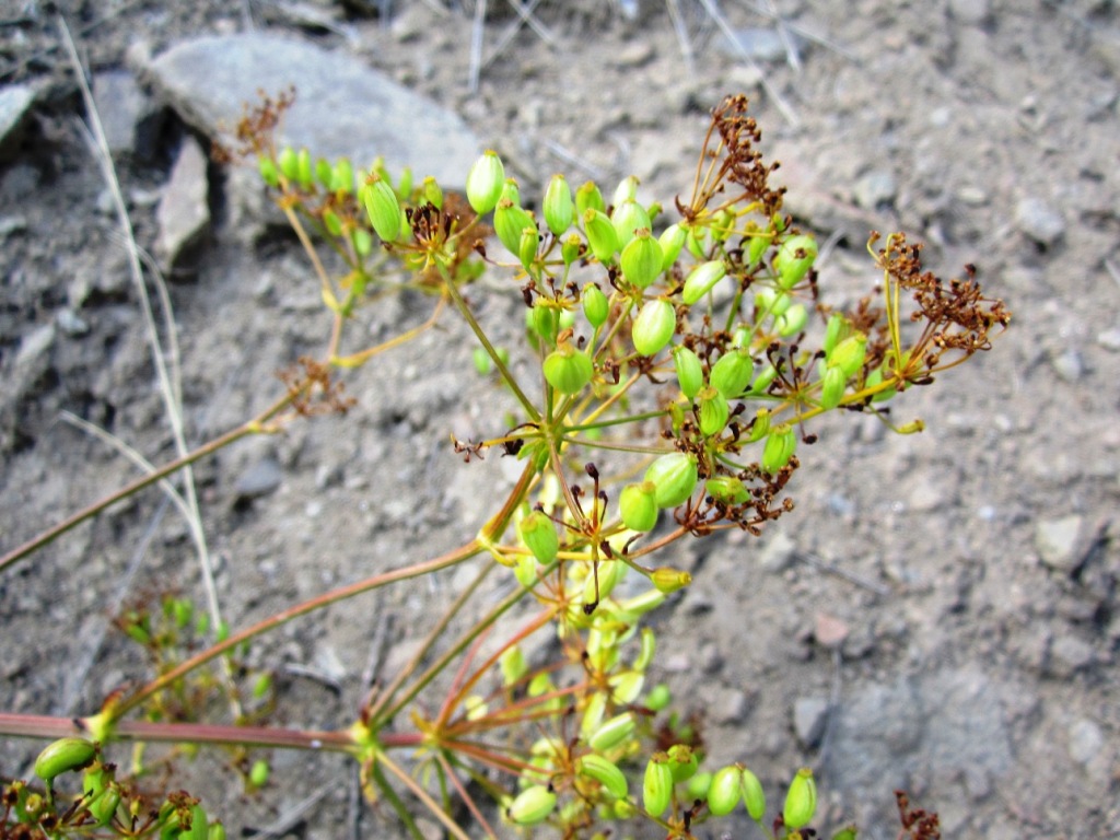 Изображение особи Pastinaca sylvestris.