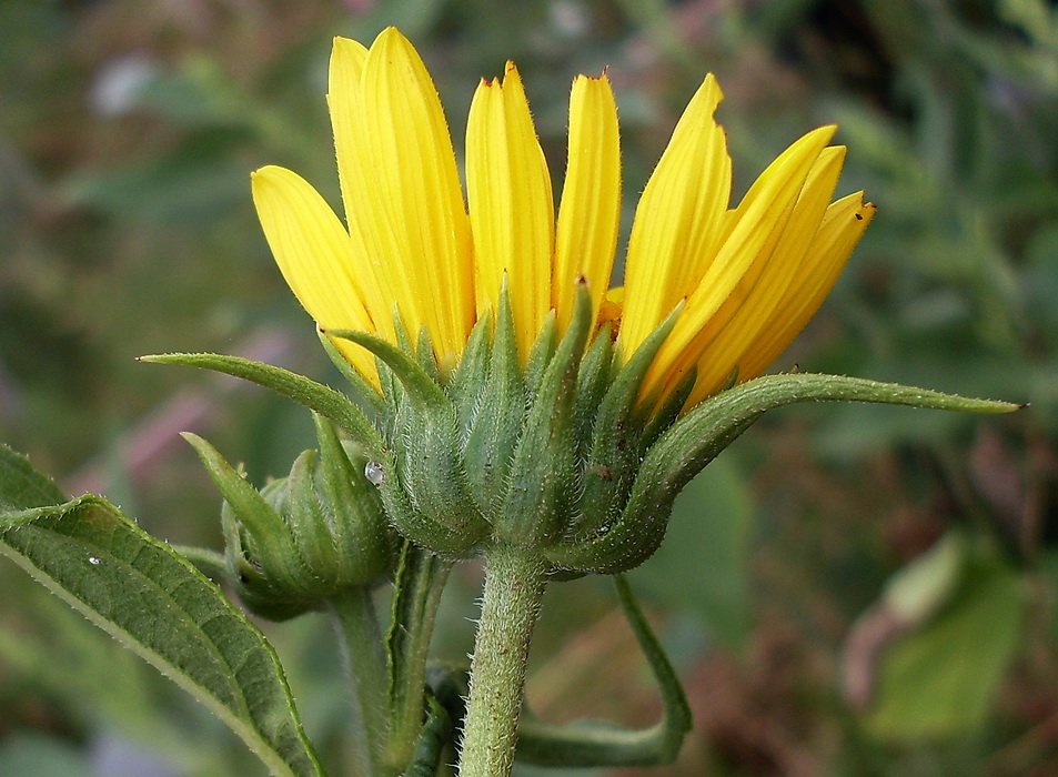 Изображение особи род Helianthus.