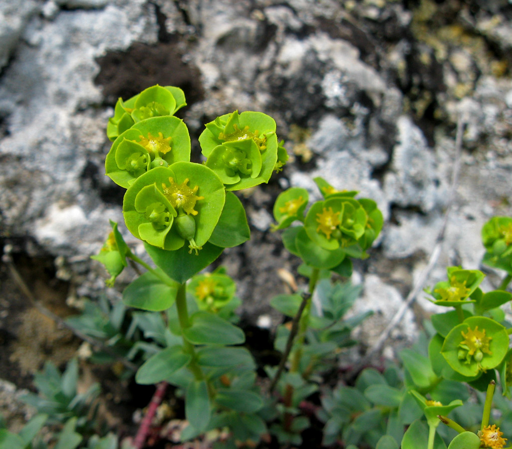 Image of Euphorbia petrophila specimen.