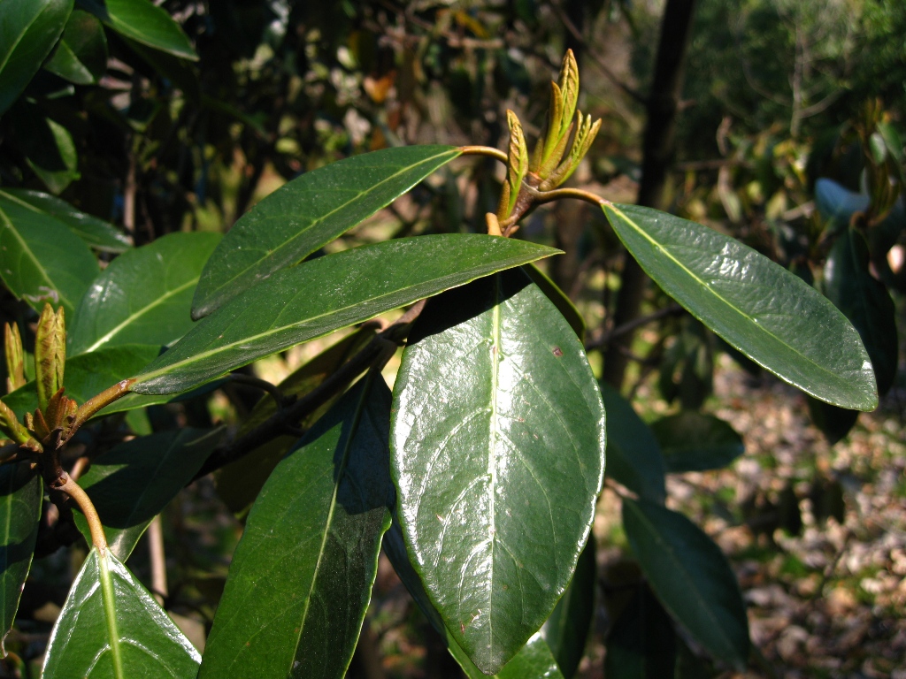 Изображение особи Viburnum odoratissimum var. awabuki.