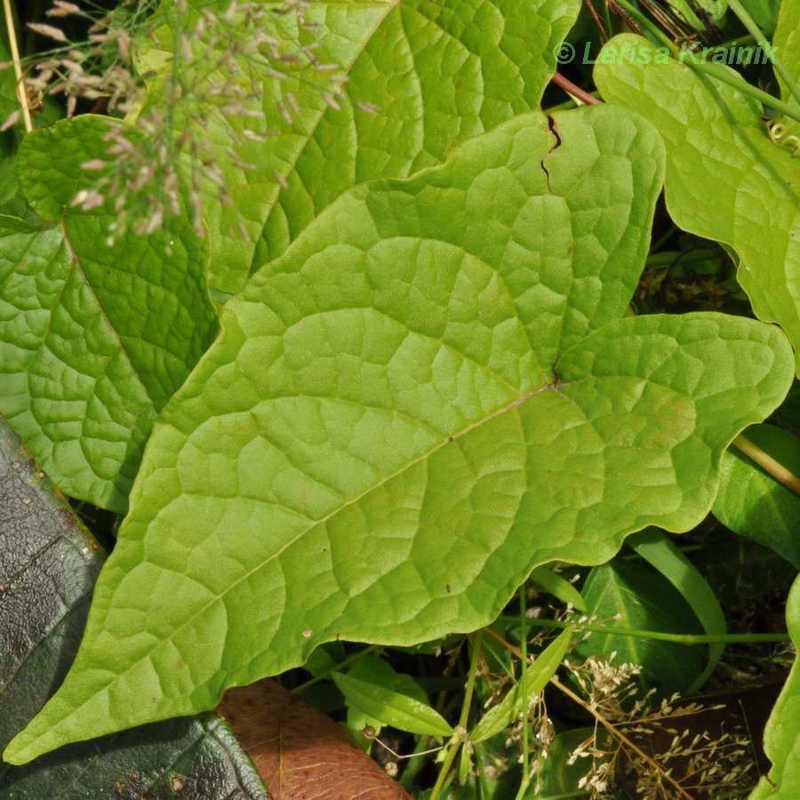 Изображение особи Antigonon leptopus.