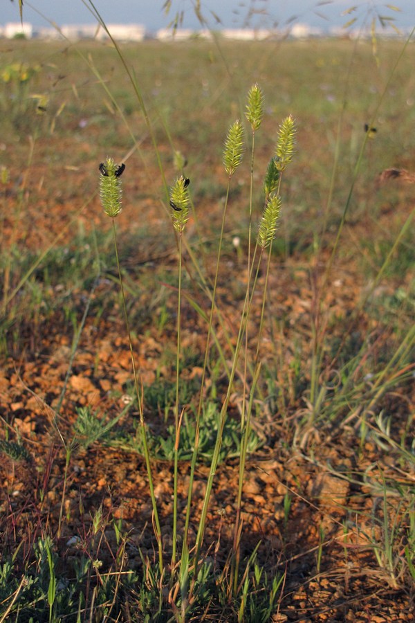 Image of Koeleria brevis specimen.