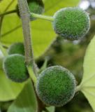 Broussonetia papyrifera. Невызревшие плоды. Германия, г. Дюссельдорф, Ботанический сад университета. 14.08.2013.