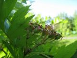 Crataegus pinnatifida